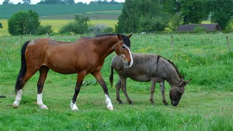 cruzamento de cavalo com jumenta nasce o que|CRUZA JUMENTA COM CAVALO